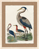 Natural History 3, Giclee Reproduction Artwork