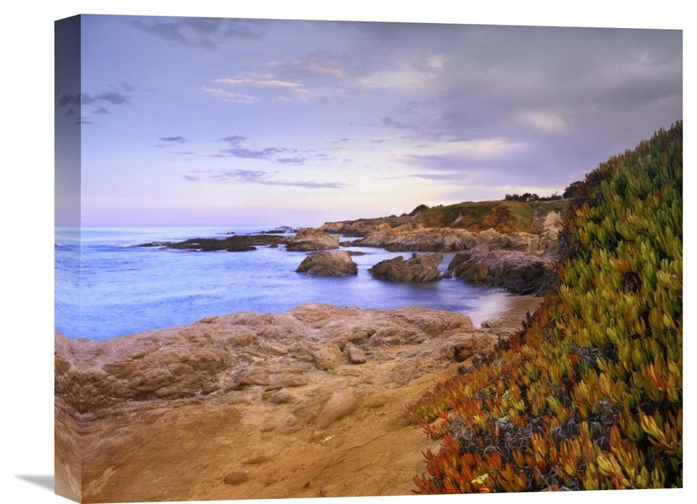 "Ice Plant Growing On Cliffs At Bean Hollow Beach, California" Artwork