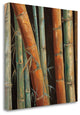 "Caribbean Bamboo II" By Tita Quintero, Giclee Print on Gallery Wrap Canvas