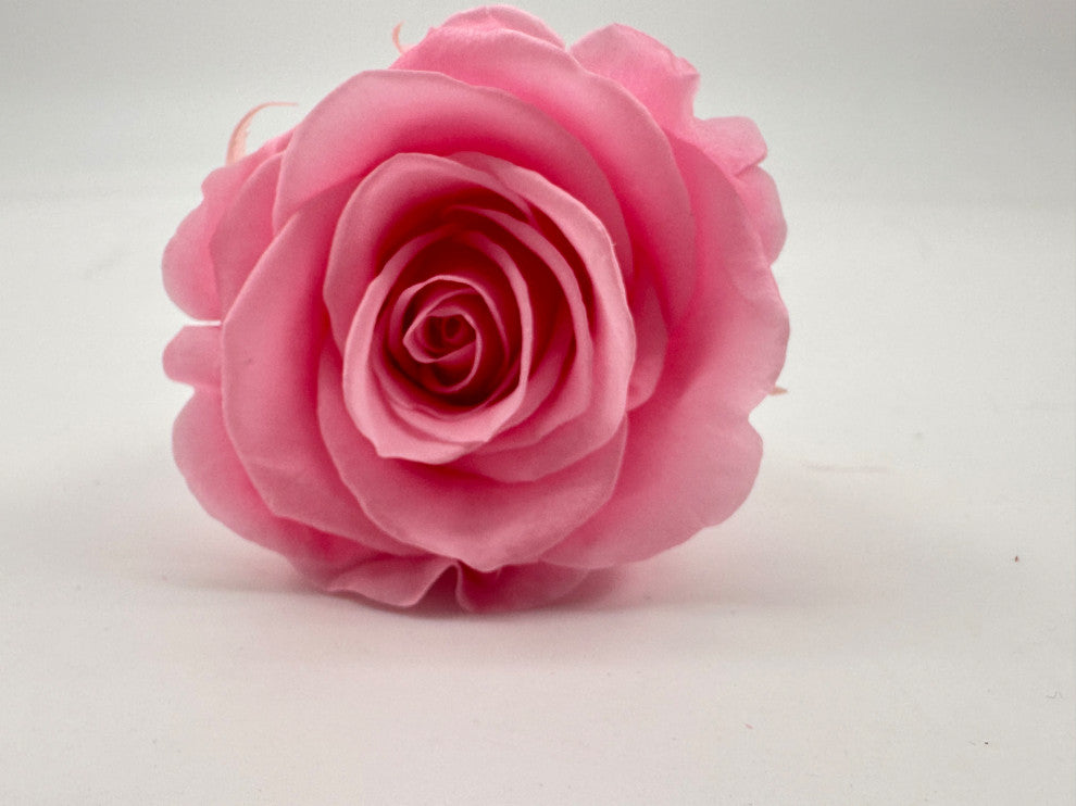 Regular Preserved Roses, Set of 8, Bridal Pink