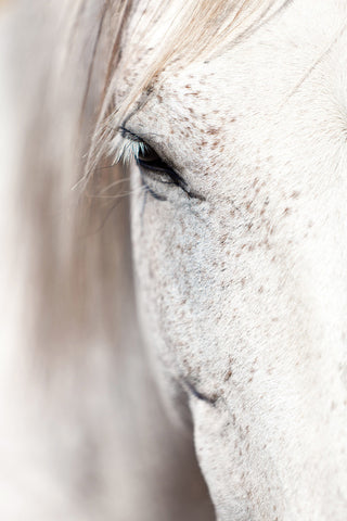 "Horse Eye" Art Print, 51x76 cm
