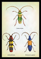 Beetles: Lamia Ornata, L. Formosa and Desmocerus Cyaneus #1- Canvas Poster