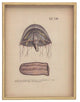 Sealife # 256, Cream Shadowbox