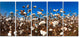 Blooming Alabama Cotton Field, Large Landscape Canvas Art, 60"x28", 5 Panels