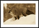 Red Fox Standing At The Top Of A Snow Bank, Montana, Sepia, 42"x30"