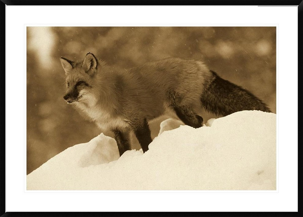 Red Fox Standing At The Top Of A Snow Bank, Montana, Sepia, 42"x30"