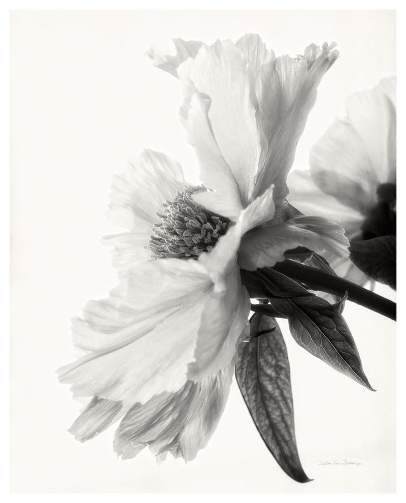 "Translucent Peony IV - BW" Digital Paper Print by Debra Van Swearingen, 24"x30"