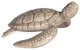 Shelldon Tortoise Accessory Grey Wash