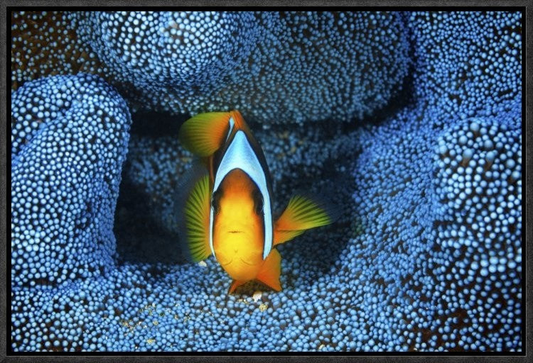 "Clownfish In Blue Anemone" Framed Canvas Giclee by Barathieu Gabriel, 19x13"