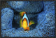 "Clownfish In Blue Anemone" Framed Canvas Giclee by Barathieu Gabriel, 19x13"
