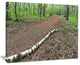 "Trunk of Birch On The Track" Contemporary Landscape Wall Art, 20"x12"