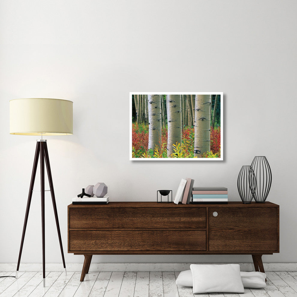 "Aspen trunks, Colorado" Digital Paper Print by Tim Fitzharris, 38"x28"