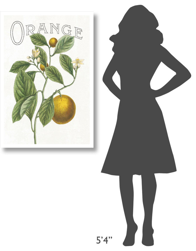 "Classic Citrus VI v2" Digital Paper Print by Sue Schlabach, 26"x38"