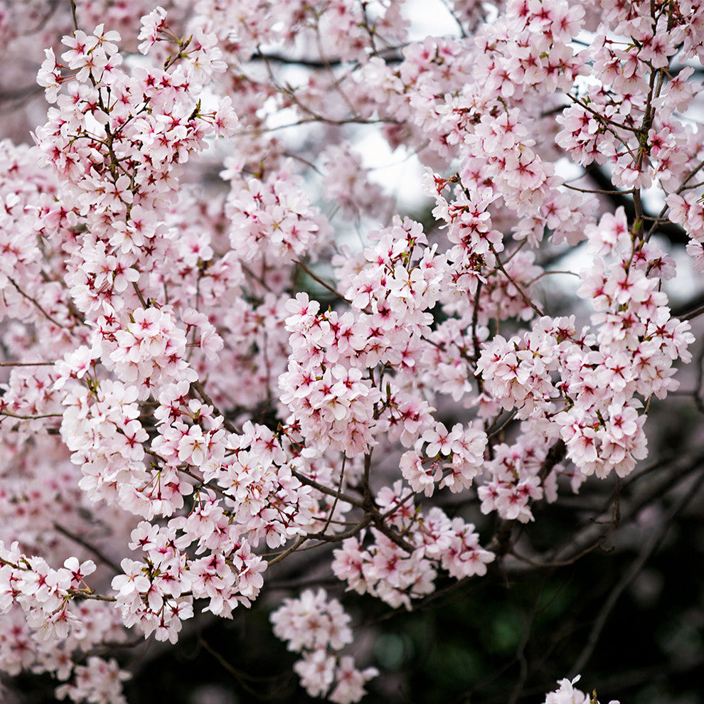 "Sakura" Wood, 30"x30"
