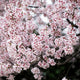 "Sakura" Wood, 30"x30"