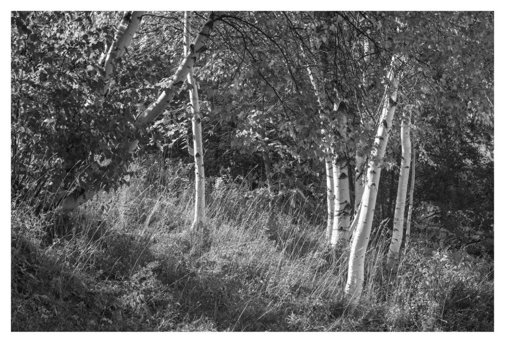 "Sunlit Birches II" Digital Paper Print by Sue Schlabach, 62"x42"
