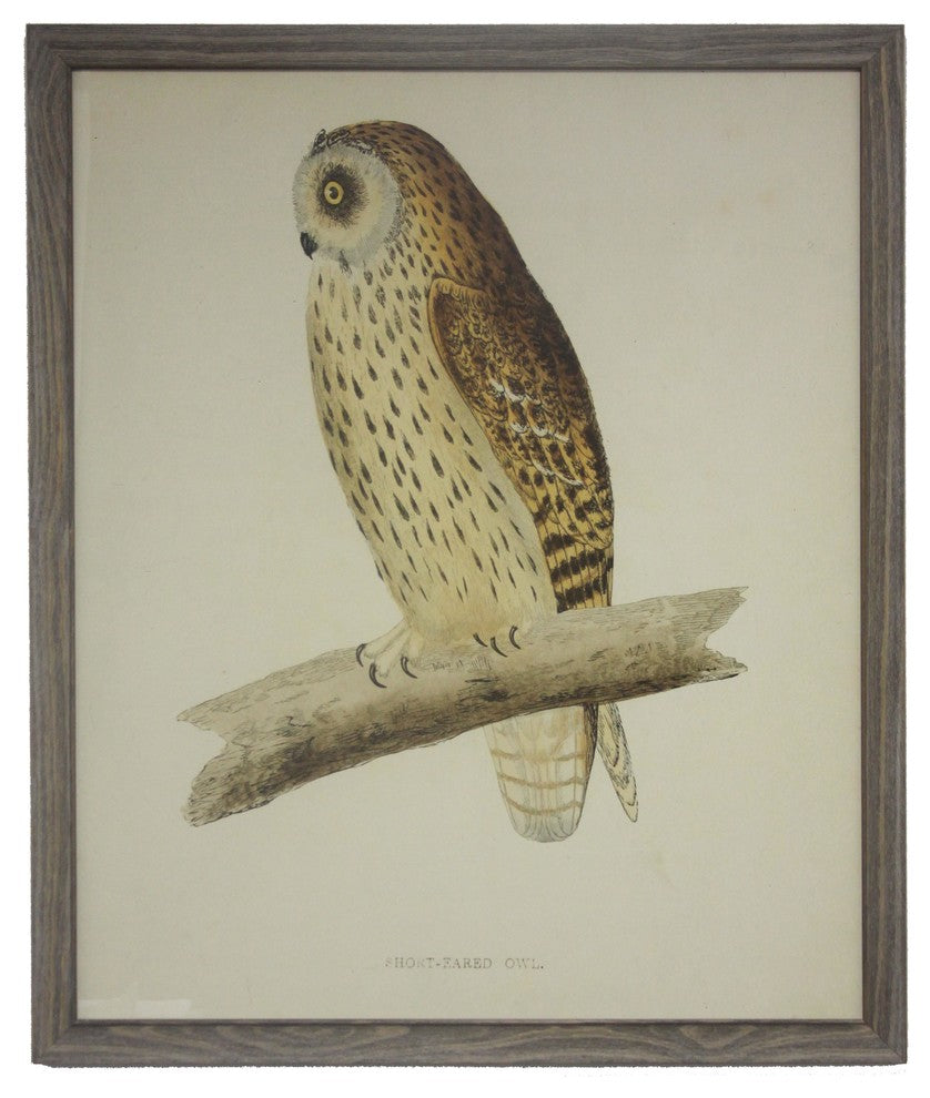 Large Short Eared Owl, Barnwood Frame