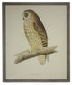 Large Short Eared Owl, Barnwood Frame