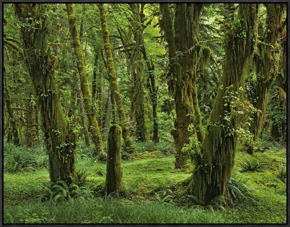 "Hoh Rainforest, Olympic National Park, Washington"  by Tim Fitzharris, 33x25"