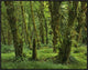 "Hoh Rainforest, Olympic National Park, Washington"  by Tim Fitzharris, 33x25"
