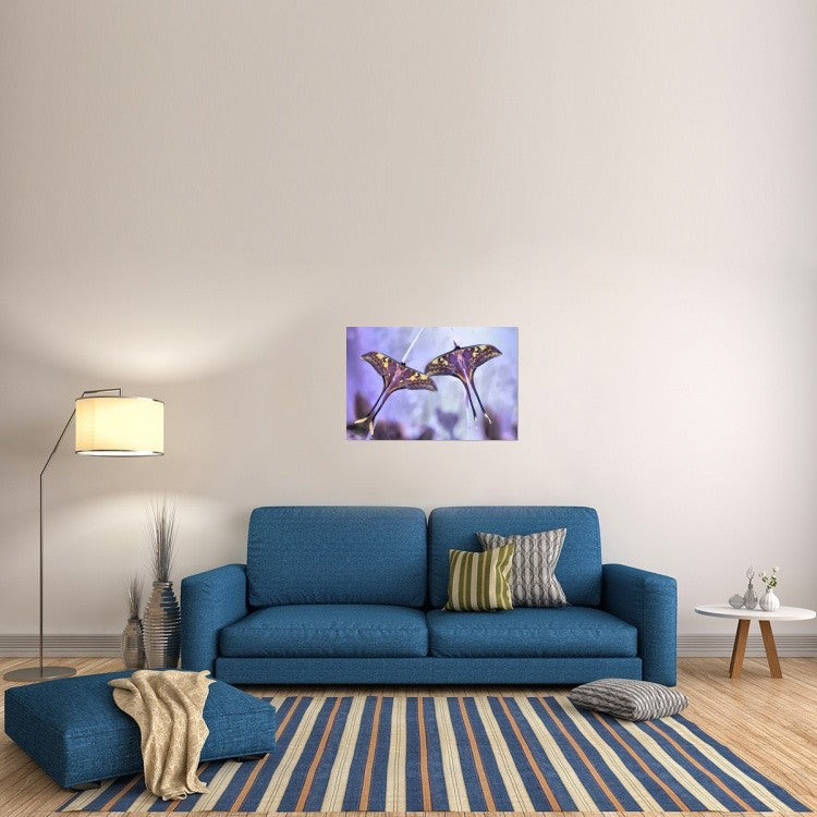 "Actias" Stretched Canvas Giclee by Jimmy Hoffman, 36x24"