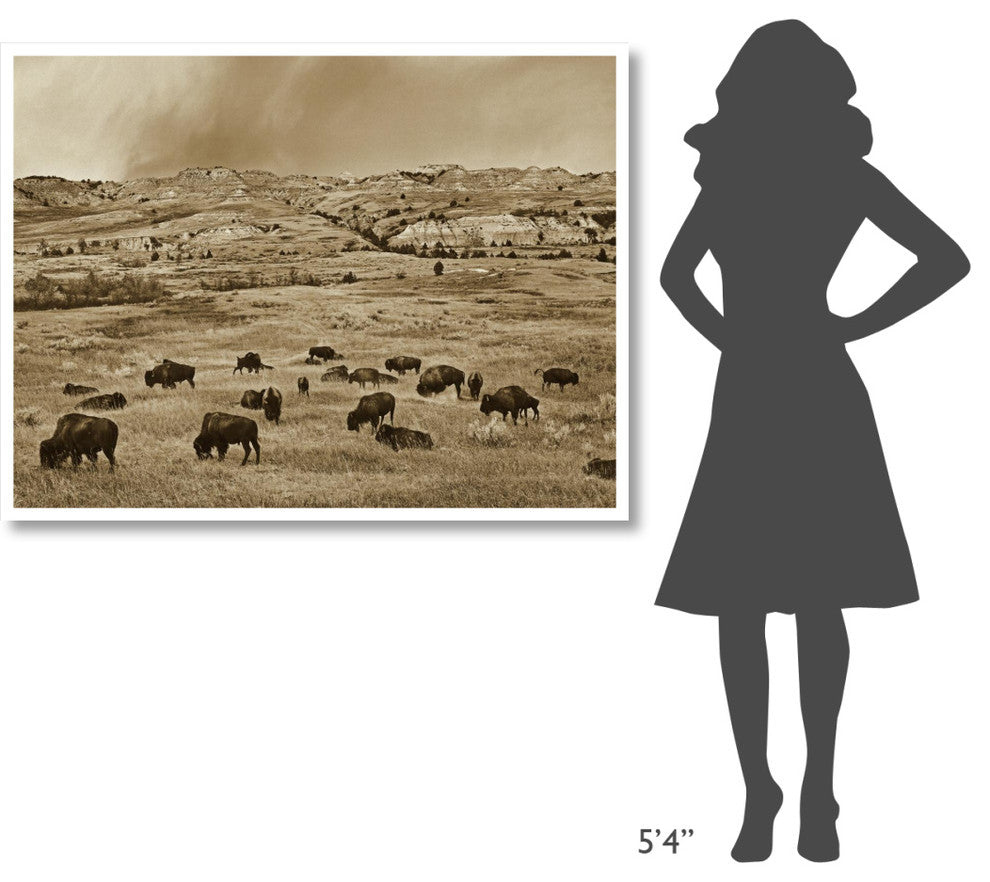 "American Bison herd grazing, Theodore Roosevelt NP" Paper Art, 50"x38"