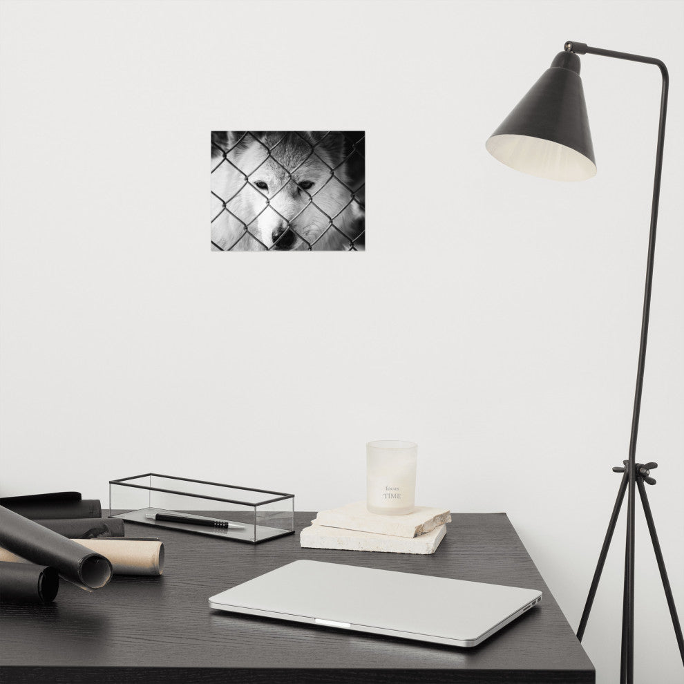 Dreams of Freedom Black & White Wildlife Photo (Wolf) Unframed Wall Art Print, 8" X 10"