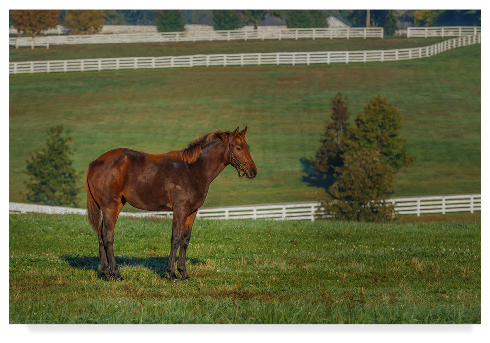 Galloimages Online ''Out Standing In His Field Oil Paint'' Canvas Art, 47"x30"