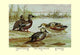 Three Types of Shoveller Ducks- Gallery Wrapped Canvas Art 28" x 42"