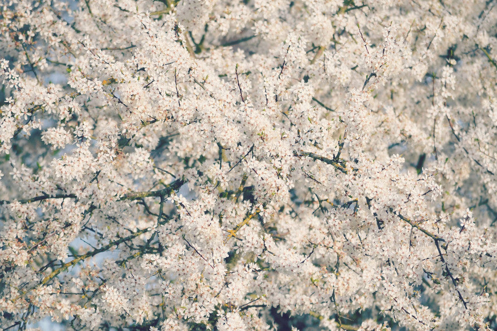 "In Full Bloom" Painting Print on Wrapped Canvas