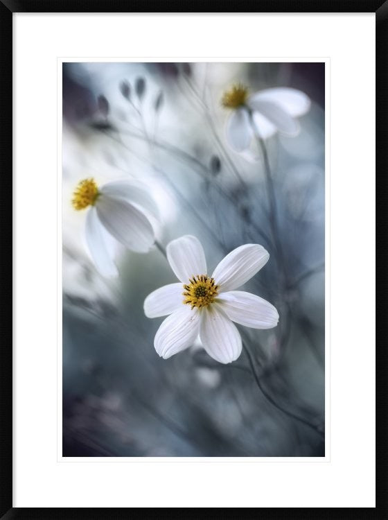 "Cosmos" Framed Digital Print by Mandy Disher, 24x32"