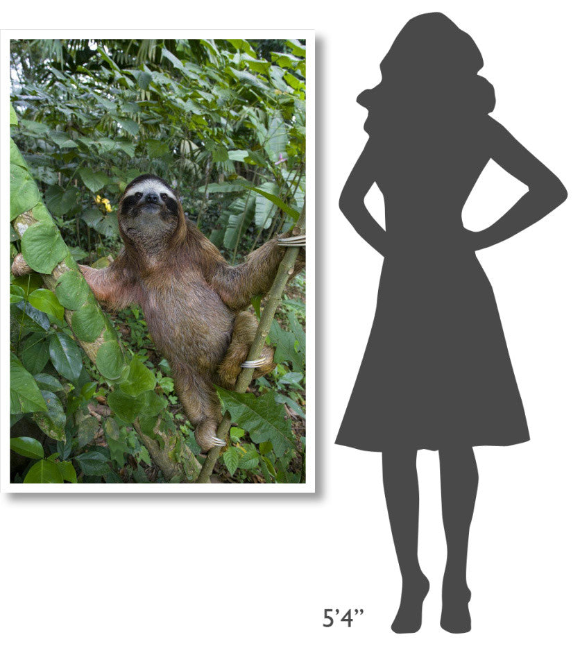 "Brown-throated 3-toed Sloth male, Aviarios Sloth Sanctuary" Paper Art, 34"x50"