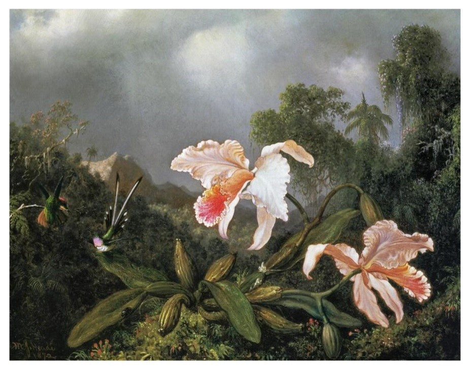 "Jungle Orchids And Hummingbirds 1872" Print by Martin Johnson Heade, 18"x14"