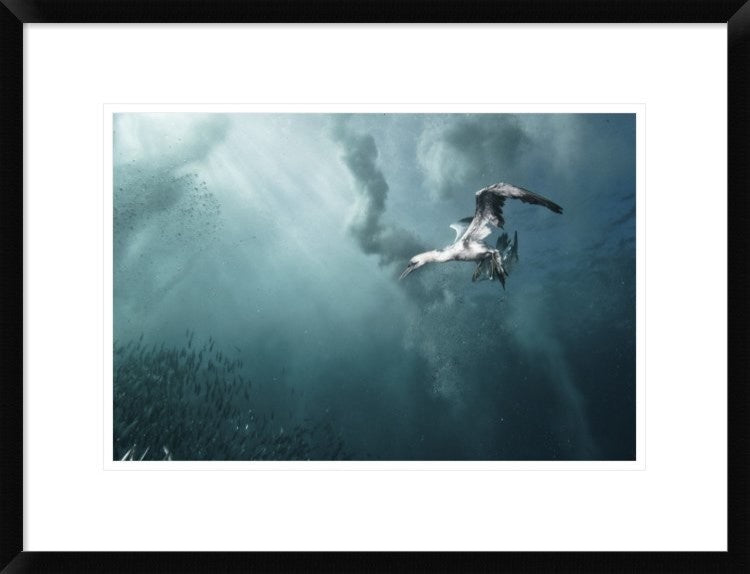 "Plunge Diver" Framed Digital Print by Alexander Safonov, 26"x20"