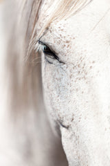 "Horse Eye" Art Print, 101x152 cm