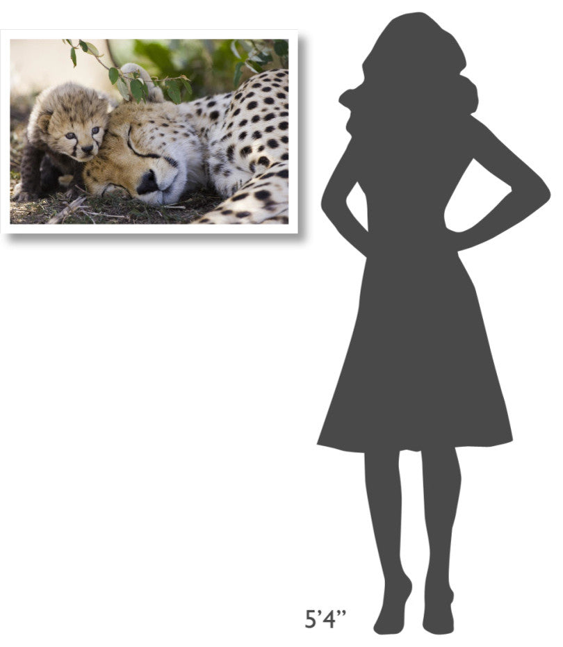 "Cheetah mother and seven day old cub, Maasai Mara Reserve" Paper Art, 32"x22"