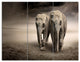 Elephant Pair in Motion, Animal Canvas Wall Art, 36x28, 3 Panels