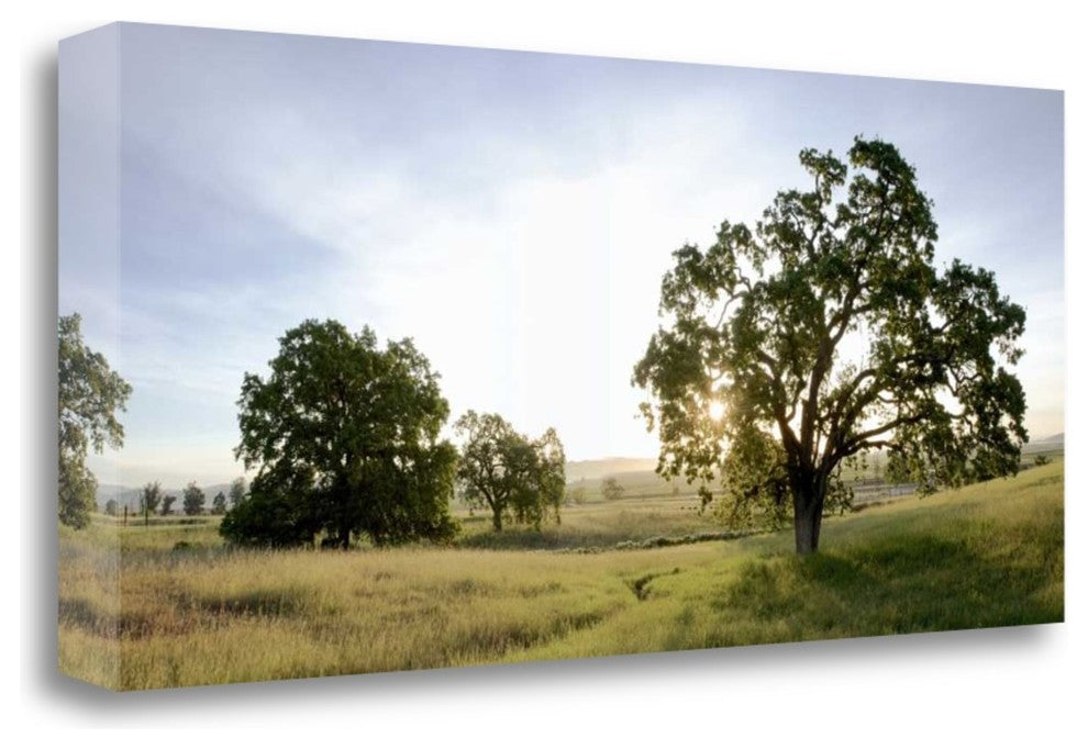 "Oak Tree Pano - 98" By Alan Blaustein, Giclee Print on Gallery Wrap Canvas