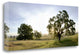 "Oak Tree Pano - 98" By Alan Blaustein, Giclee Print on Gallery Wrap Canvas