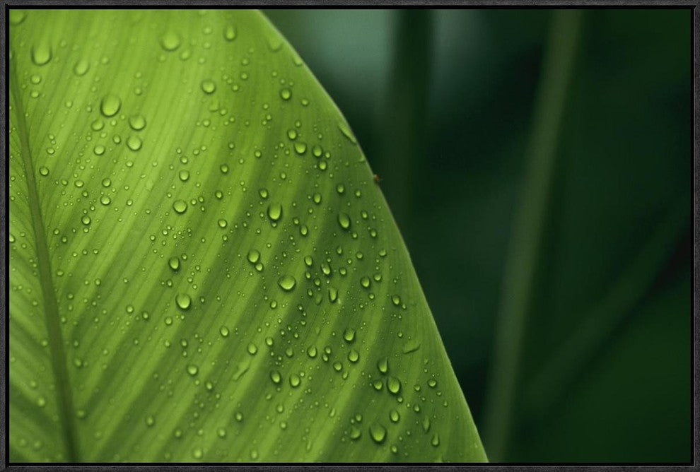 Leaf With Water Drops, Barro Colorado Island, Panama, 30"x20"