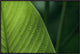 Leaf With Water Drops, Barro Colorado Island, Panama, 30"x20"