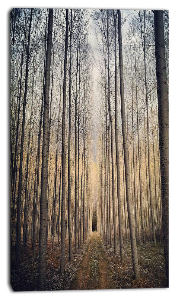 Thick Forest of Poplars at Sunset, Forest Canvas Art Print, 16"x32"