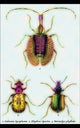 Beetles: Calosoma Sycophanta, Elaphrus Raperius et al. #1
