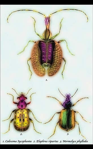 Beetles: Calosoma Sycophanta, Elaphrus Raperius et al. #1