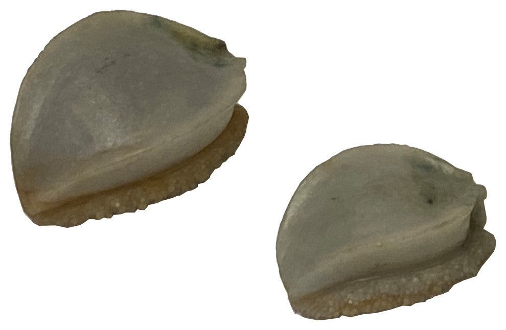 Lot 2 Stone Carved Abalone Shape Display Art, Aws2224