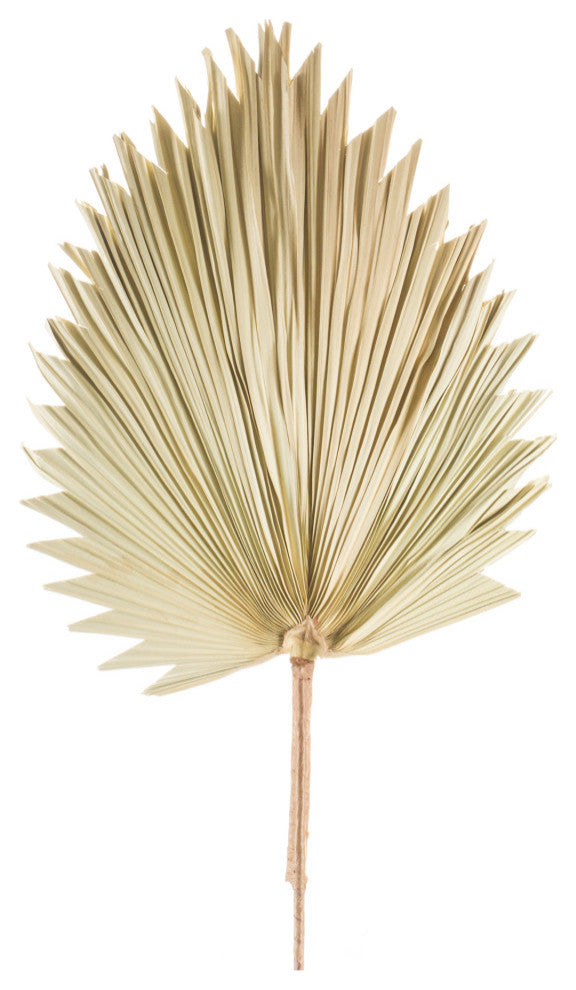 Fan Palm Leaf, 6-Piece Set