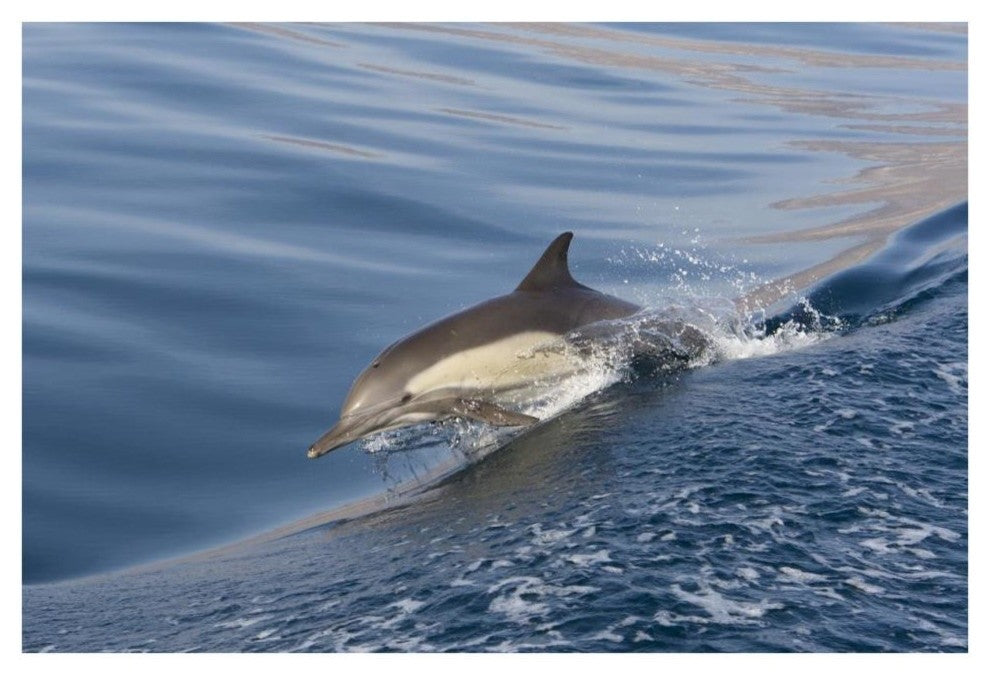 "Long-beaked Common Dolphin porpoising, Baja California" Paper Art, 38"x26"