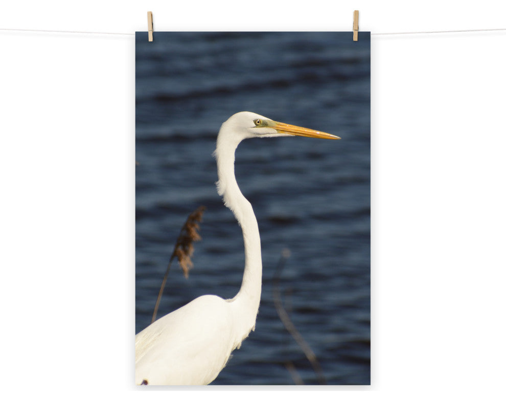 Great White Egret Wildlife Photography Unframed Wall Art Print, 12" X 18"
