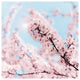 "Cherry Blossom Clouds" Digital Paper Print by Keri Bevan, 42"x42"