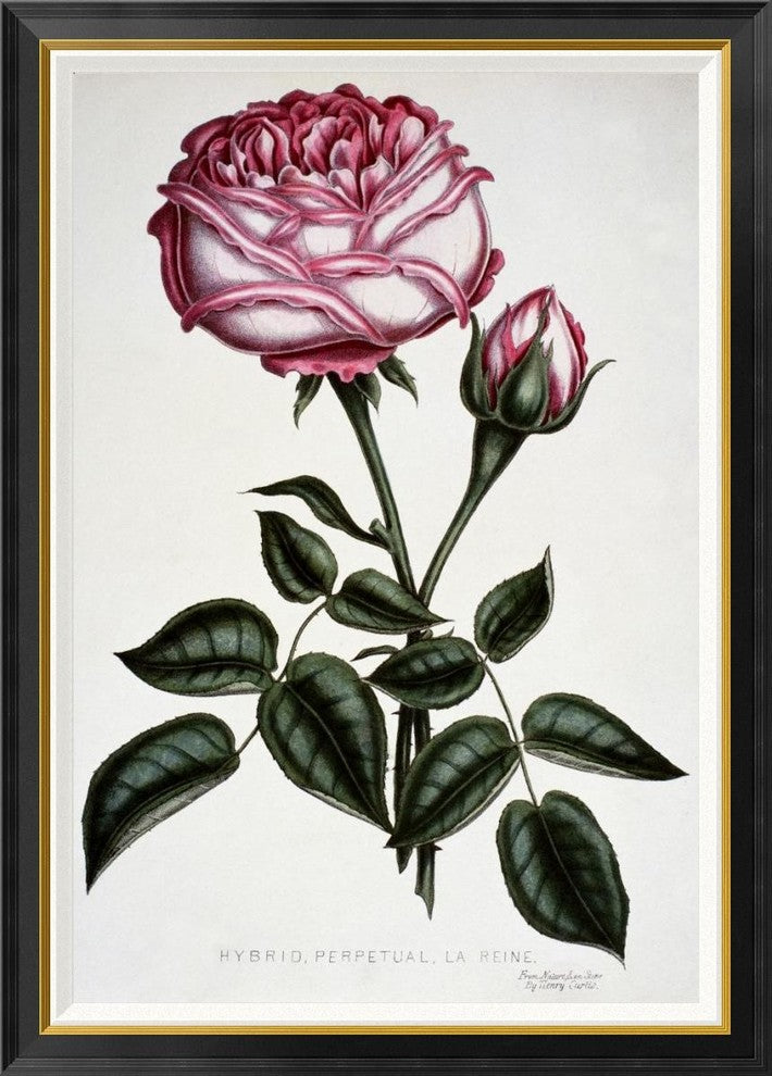"Hybrid, Perpetual, La Reine" Framed Canvas Giclee by Henry Curtis, 33"x46"